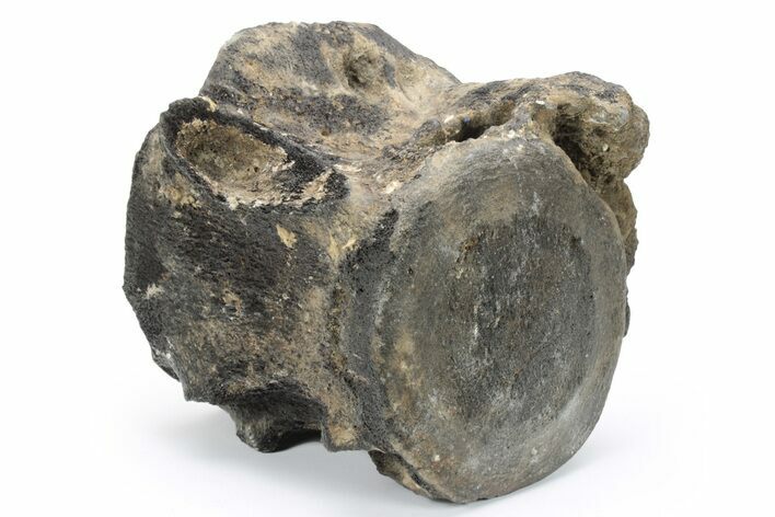 Fossil Whale Vertebra - North Carolina #224129